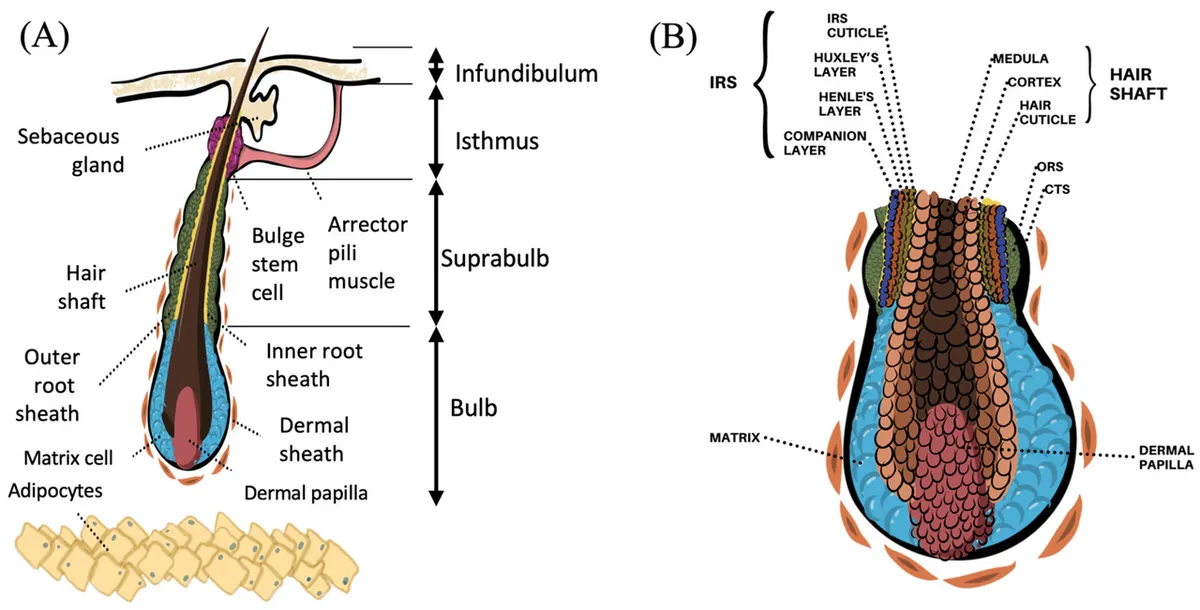 Schematische Darstellung eines Haarfollikels mit Haarschaft, Talgdrüse, Wurzelscheiden und dermaler Papille